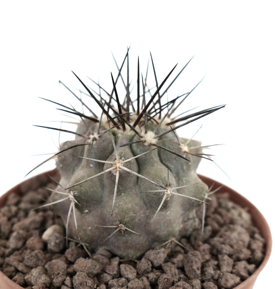 Copiapoa cinerea succulent cactus with long sharp spines and grayish textured body in pot