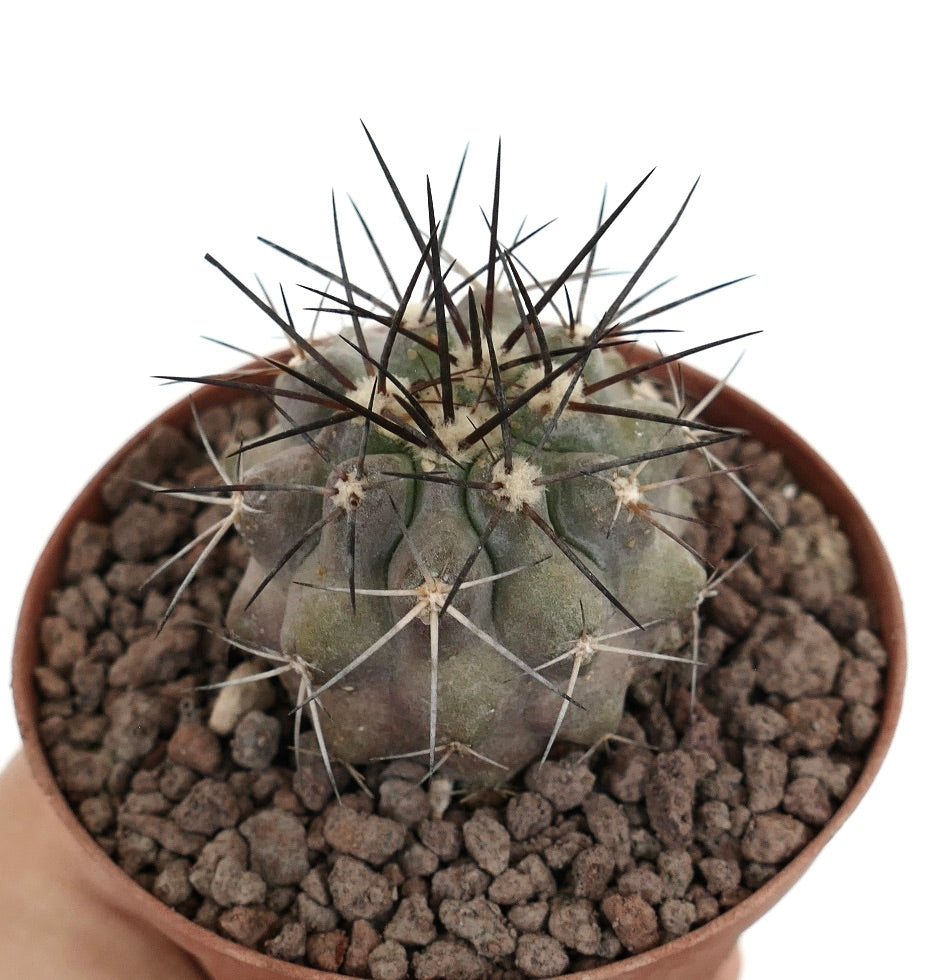 Copiapoa cinerea small succulent cactus with long dark spines and grayish body in pot