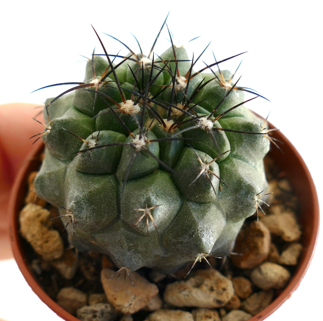 Top view of Copiapoa cinerea × Copiapoa atacamensis cactus in a small pot, showing its rounded green body with distinct ribbed segments and clusters of long, dark spines.