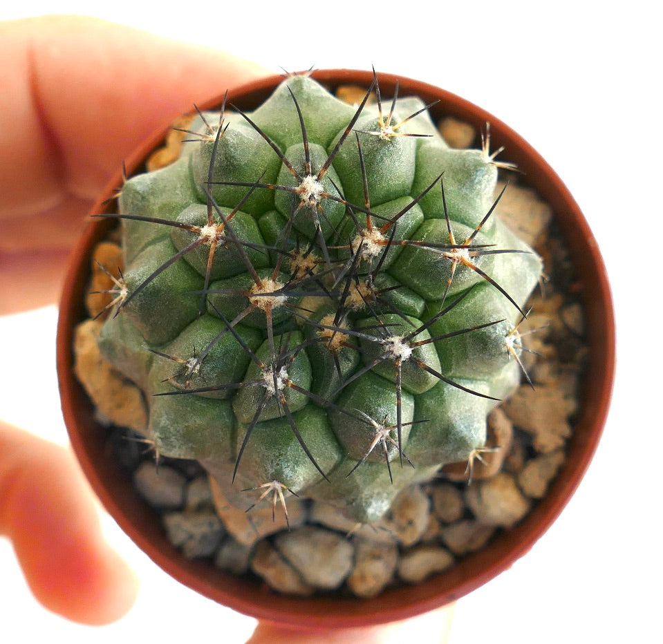 Overhead view of Copiapoa cinerea × Copiapoa atacamensis cactus, highlighting its symmetrical ribbed structure, white areoles, and radiating black spines.