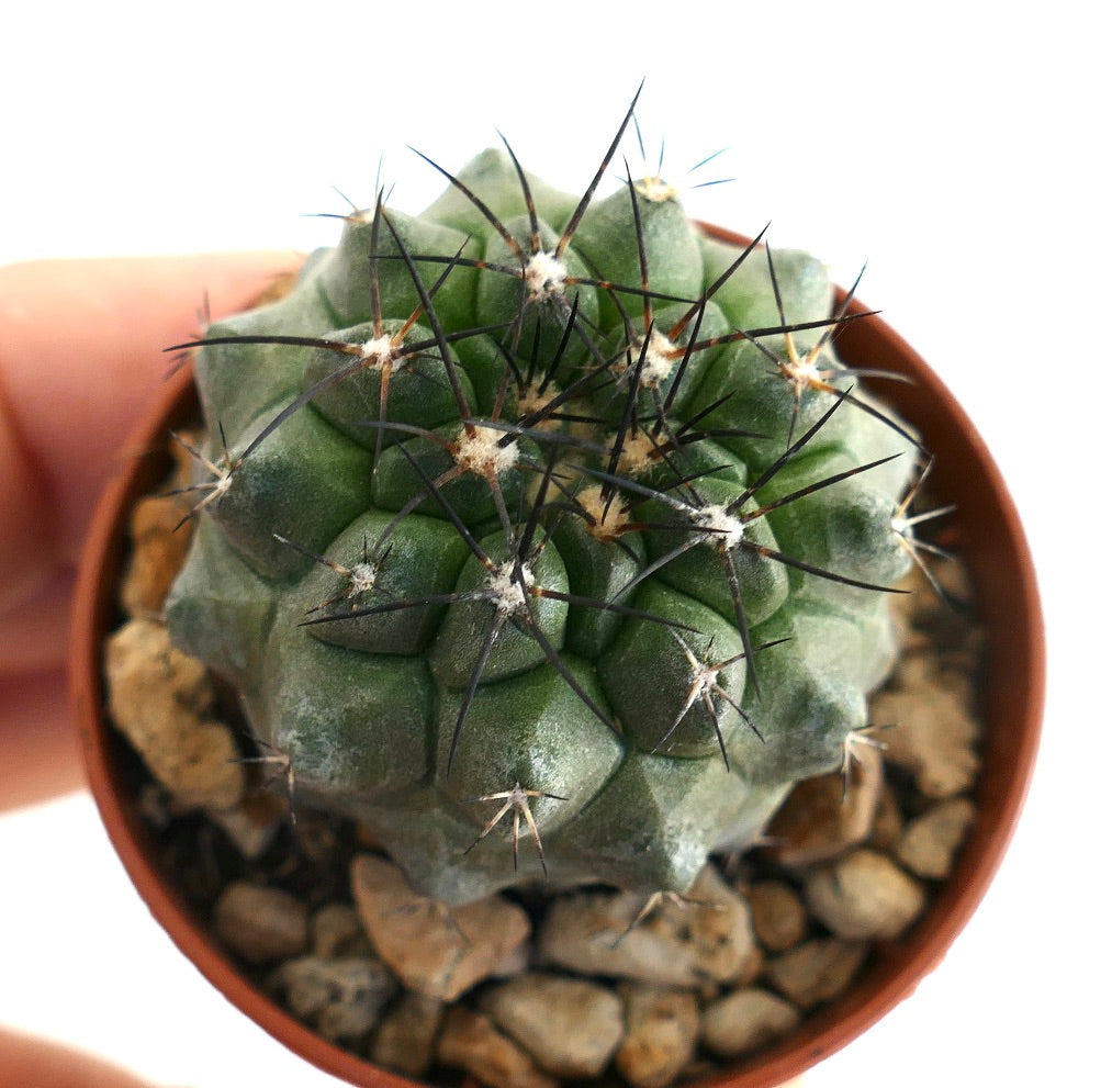 Close-up top view of Copiapoa cinerea × Copiapoa atacamensis cactus in a terracotta pot with rocky soil, featuring thick ribs and sharp black spines emerging from woolly areoles.