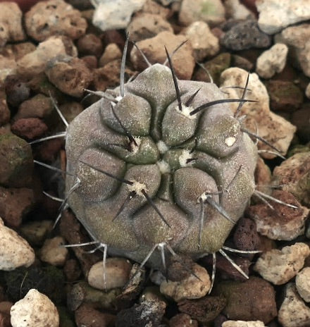Copiapoa cinerea X Copiapoa carrizalensis rare succulent cactus with thick spines and textured surface
