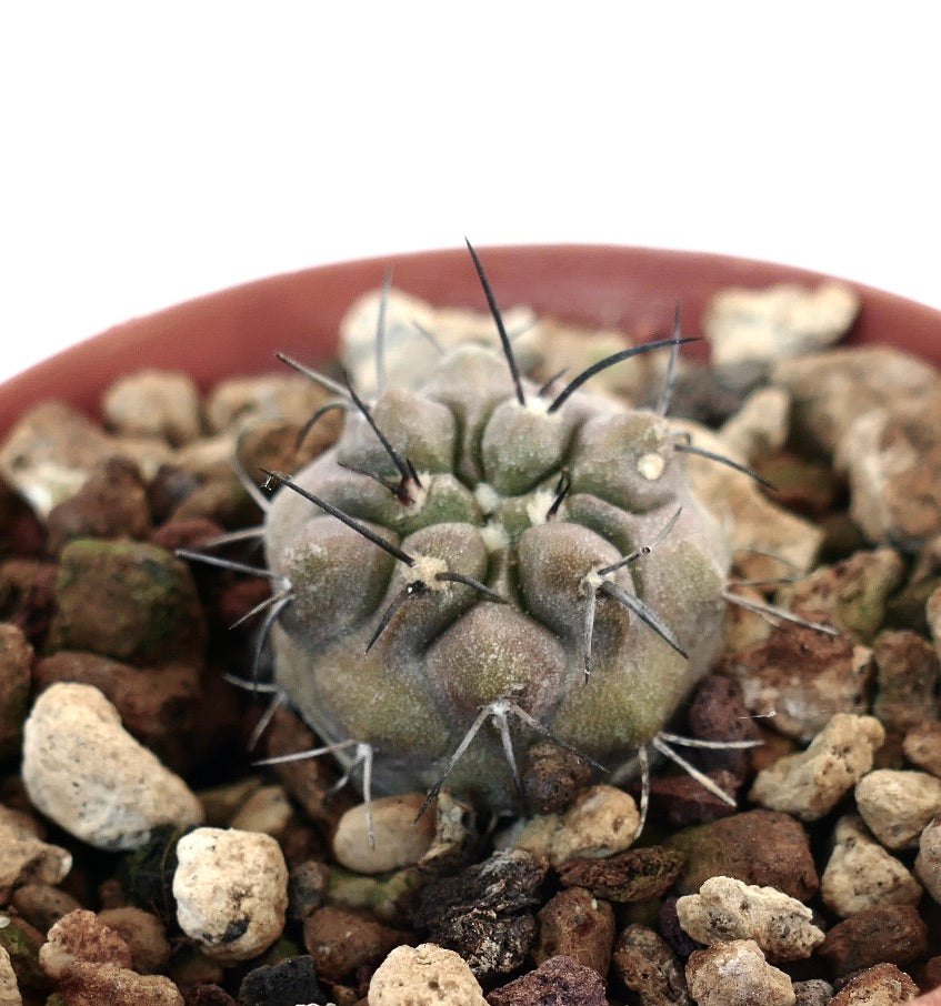 Copiapoa cinerea X carrizalensis | 珍しいハイブリッドサボテン | 今