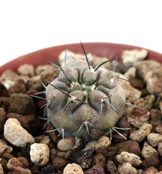 Copiapoa cinerea X Copiapoa carrizalensis small round succulent cactus with long dark spines and textured surface