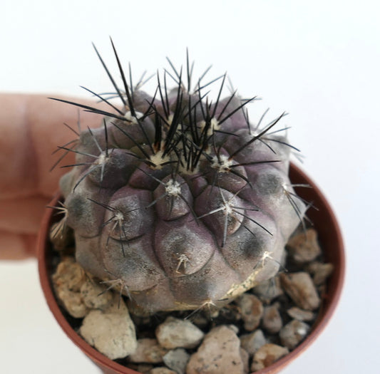 Copiapoa cinerea X Copiapoa dealbata rare succulent cactus with dark spines and rounded tubercles