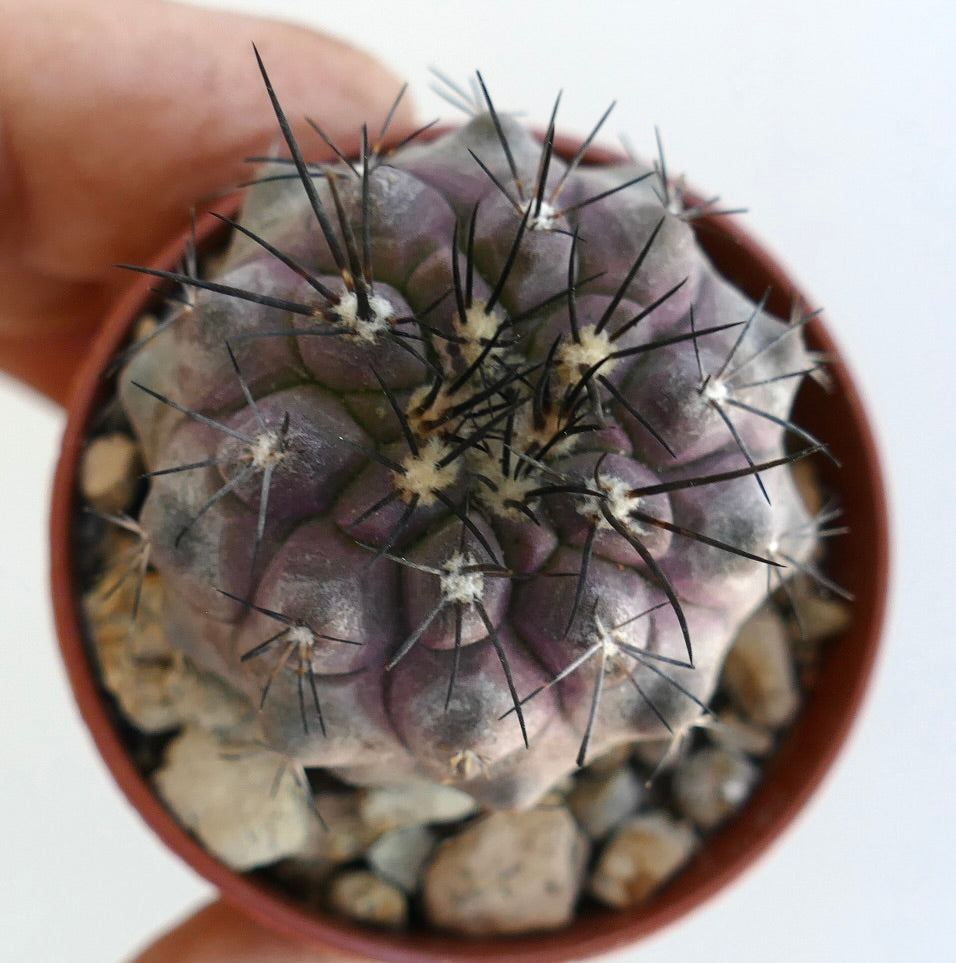 Copiapoa cinerea X Copiapoa dealbata rare succulent cactus with purple body and long black spines
