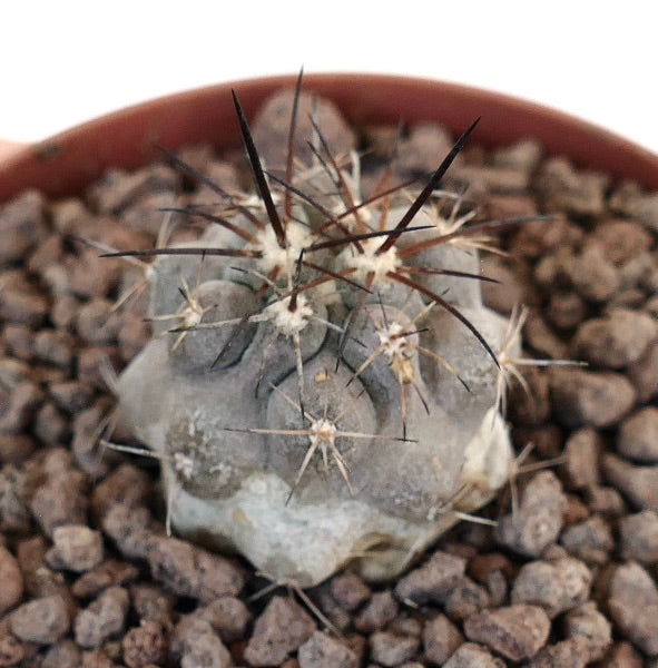 Copiapoa cinerea X Copiapoa desertorum rare succulent cactus with gray body and long dark spines
