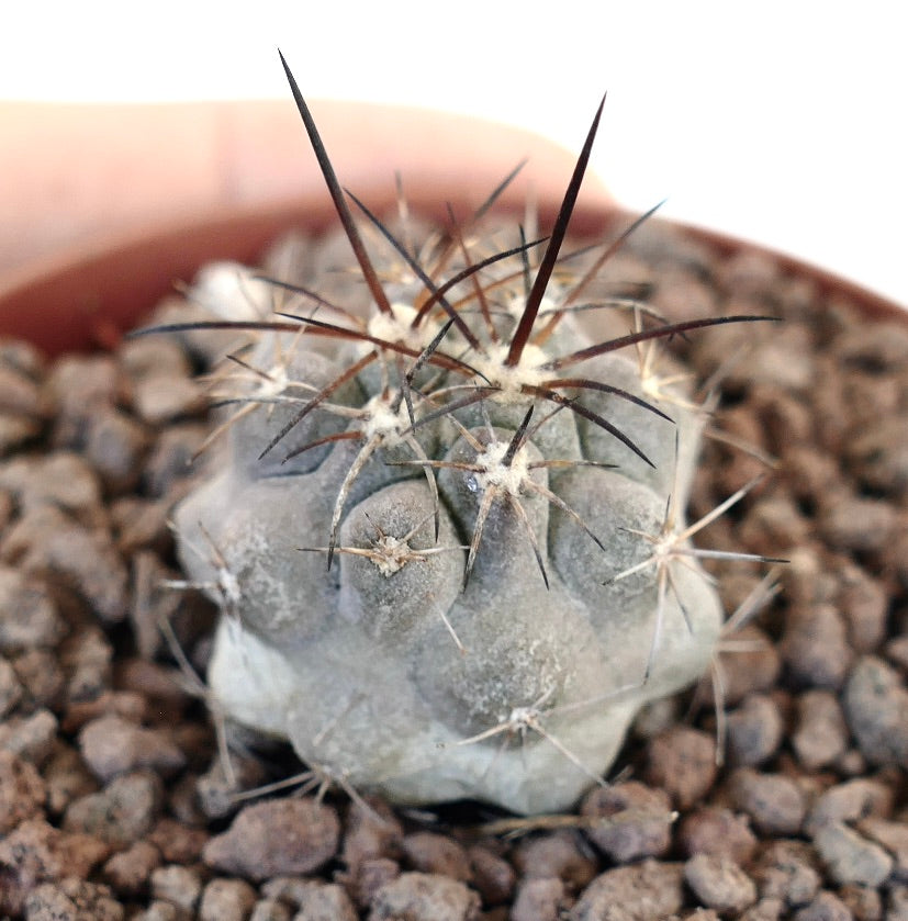 Copiapoa cinerea X Copiapoa desertorum small succulent cactus with grayish body and long dark spines