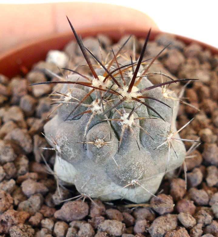 Copiapoa cinerea X Copiapoa desertorum rare succulent cactus with thick spines and grayish body