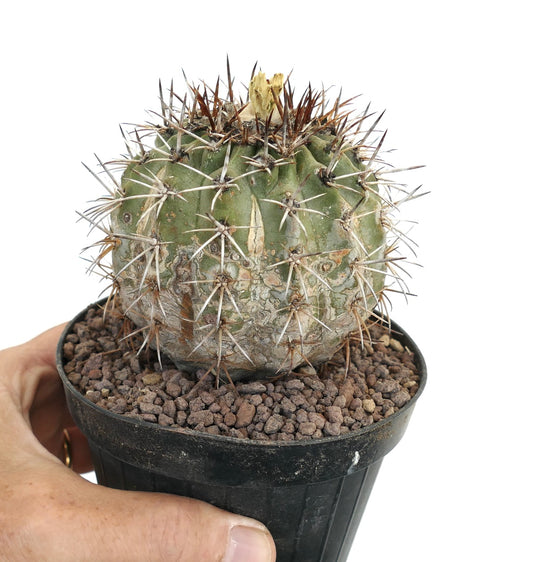 Copiapoa cinerea X Copiapoa fiedleriana LC207A