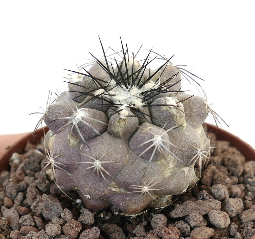 Pediocactus Knowltonii Esotico Rare Globulare Cactus - Foto 6