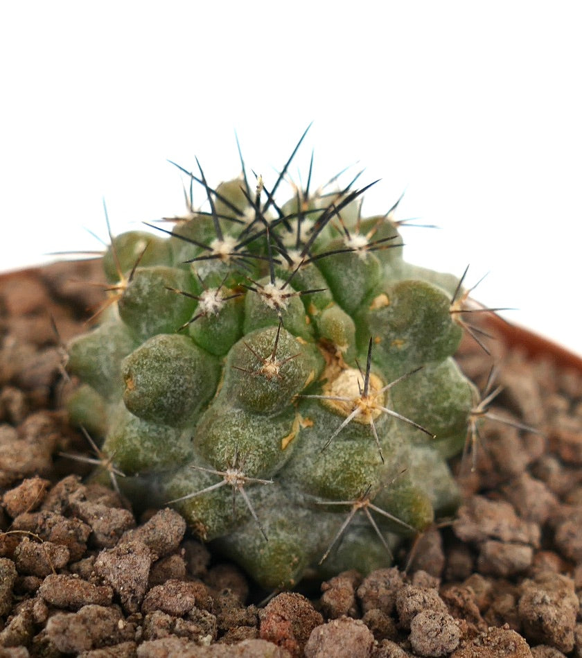 Copiapoa cinerea X Copiapoa leonensis kleiner grüner Kaktus mit dichten schwarzen Dornen und strukturierter Oberfläche