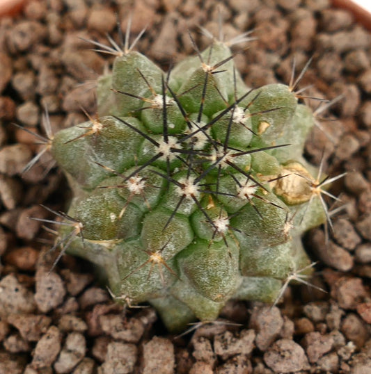 Copiapoa cinerea X Copiapoa leonensis kleiner grüner Sukkulenten-Kaktus mit scharfen dunklen Stacheln und strukturierter Oberfläche