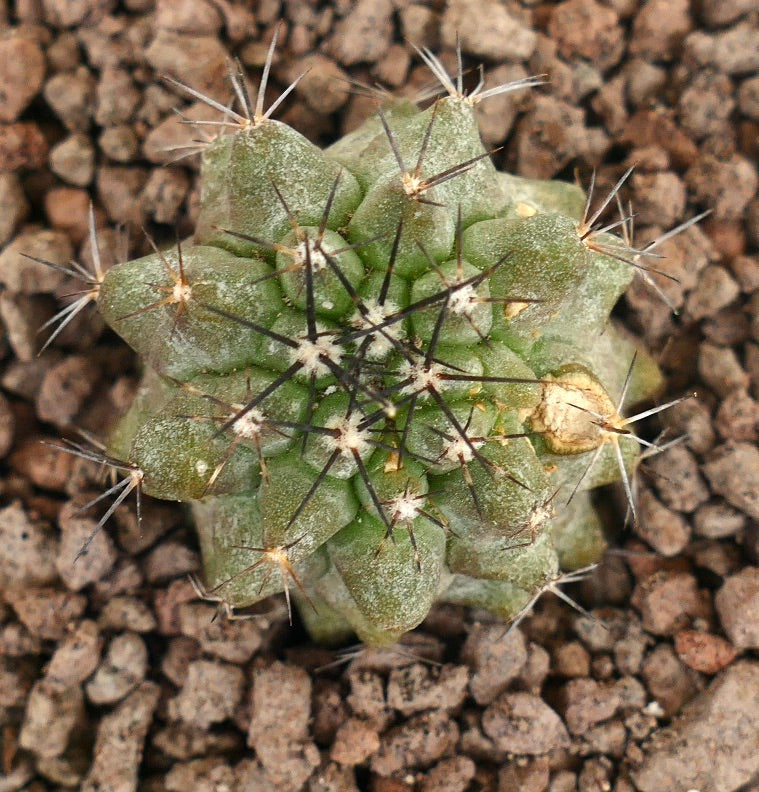 Copiapoa cinerea X Copiapoa leonensis Sukkulente Kaktuspflanze mit dichten Stacheln und strukturiertem grünem Körper