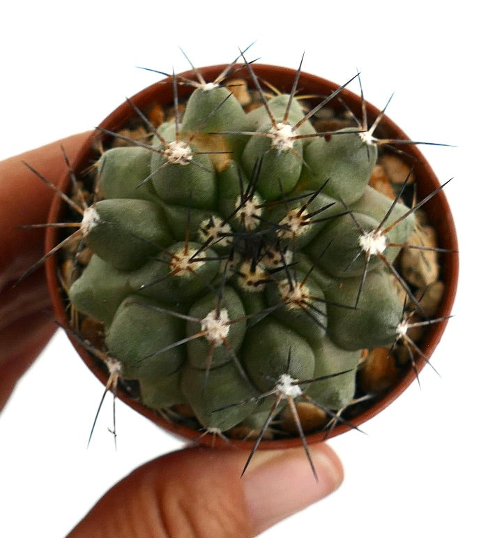 Rare succulent cactus Copiapoa cinerea X Copiapoa longistaminea with sharp spines in pot