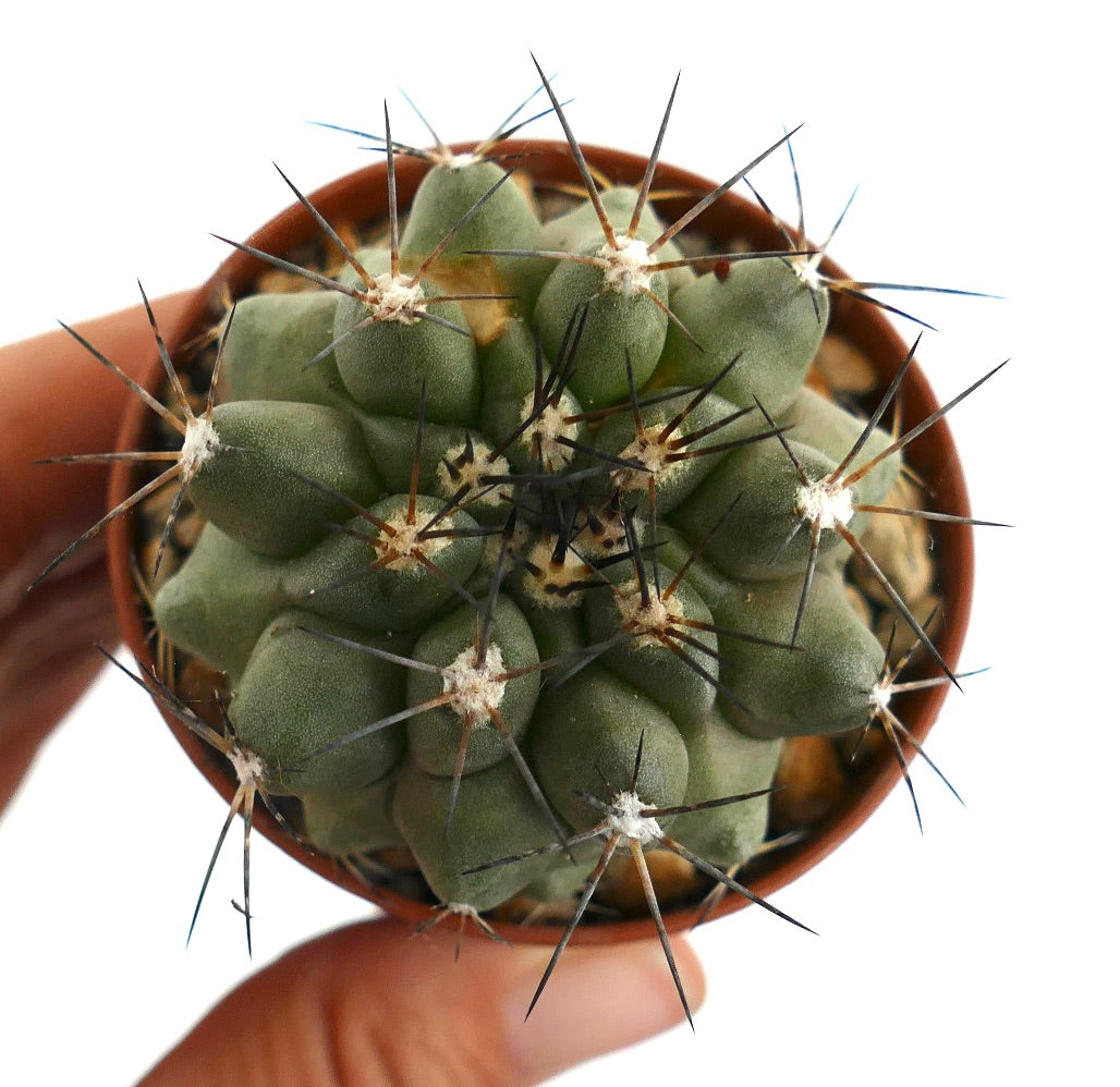 Copiapoa cinerea X Copiapoa longistaminea N99X rare succulent cactus with thick spines and gray-green body