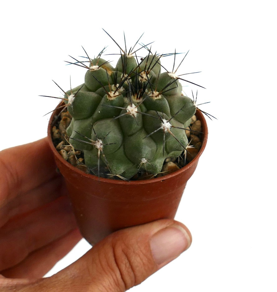 Copiapoa cinerea X Copiapoa longistaminea N99X rare succulent cactus with thick green stems and long spines