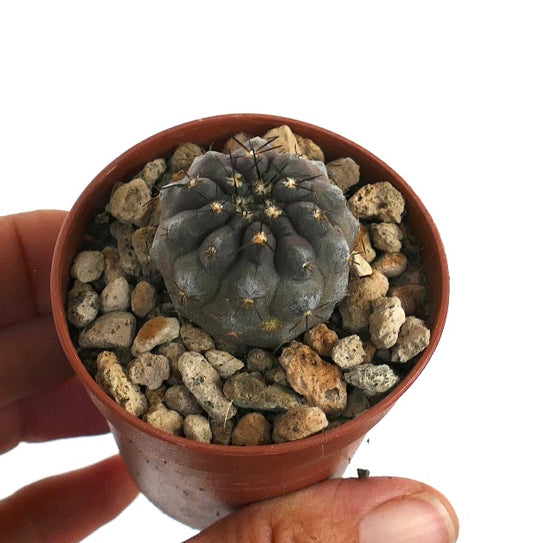 Copiapoa cinerea X Copiapos cinerea var. nudum rare gray succulent cactus specimen in pot