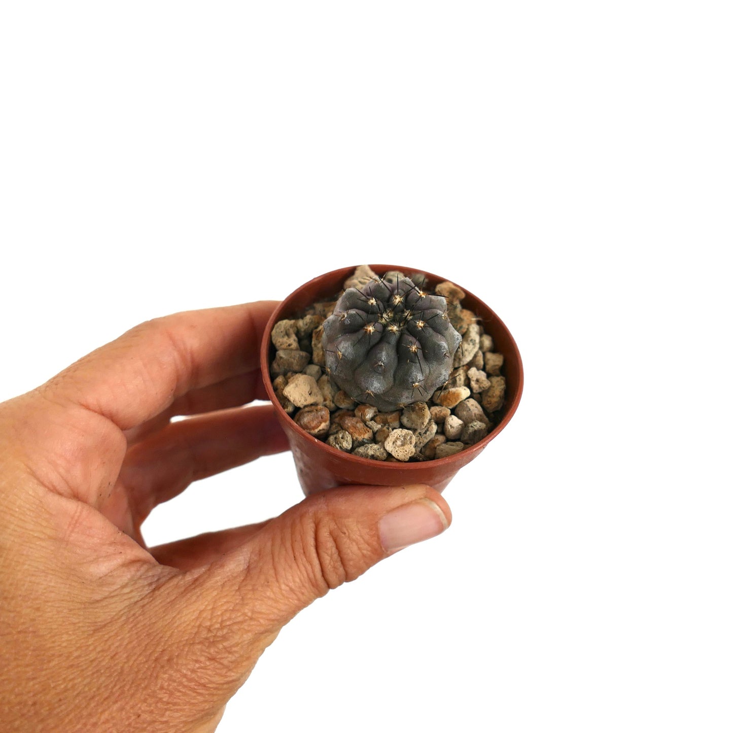 희귀 코피아포아 시네레아 X 코피아포아 시네레아 바리에타스 누둠 회색 다육 선인장 표본