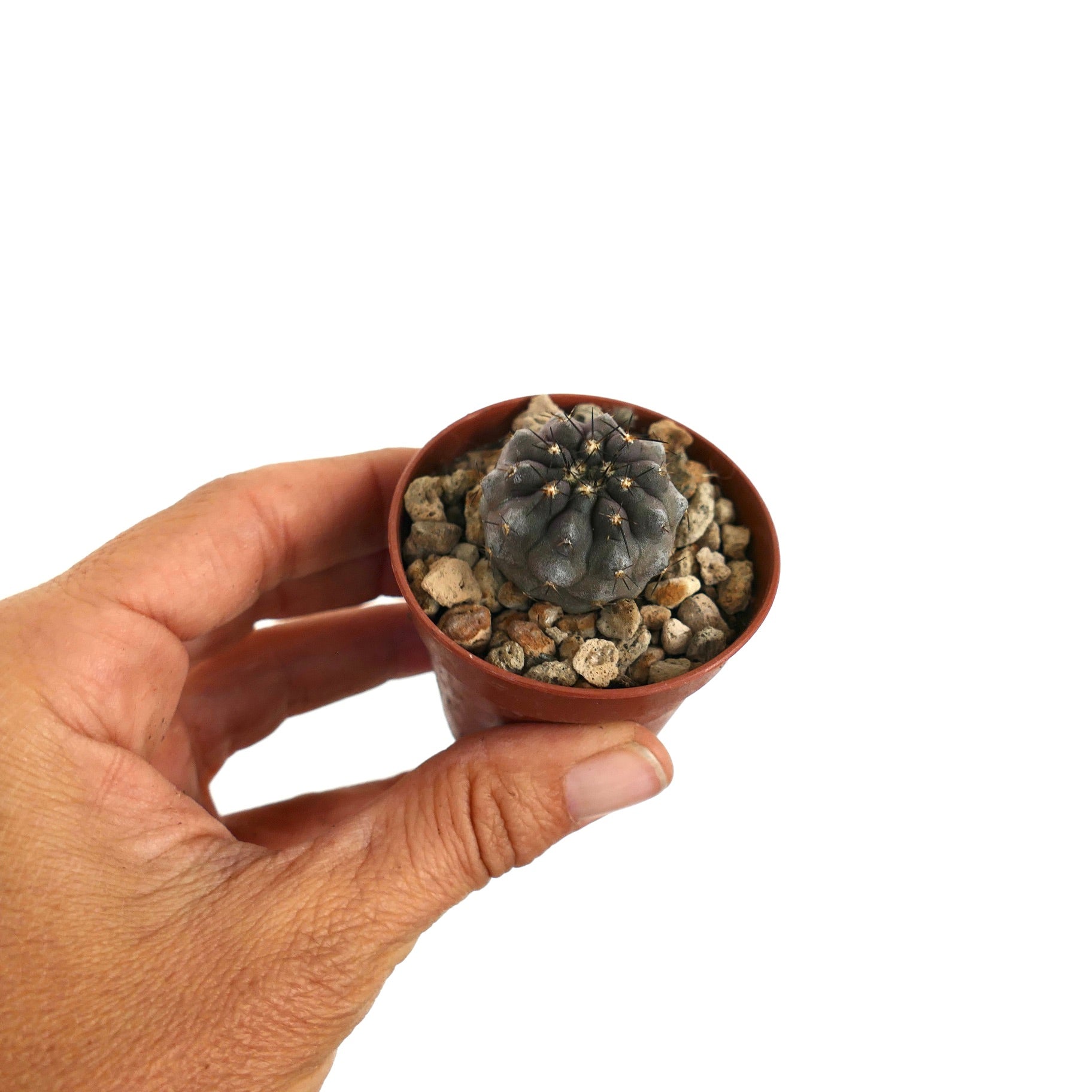 희귀 코피아포아 시네레아 X 코피아포아 시네레아 바리에타스 누둠 회색 다육 선인장 표본