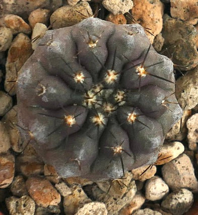 코피아포아 시네레아 X 코피아포아 시네레아 바리애티 누둠 희귀한 회색 다육 선인장 화분 식물 샘플