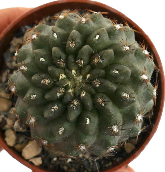Copiapoa cinerea X Neoporteria occulta rare hybrid succulent cactus with spiny tubercles