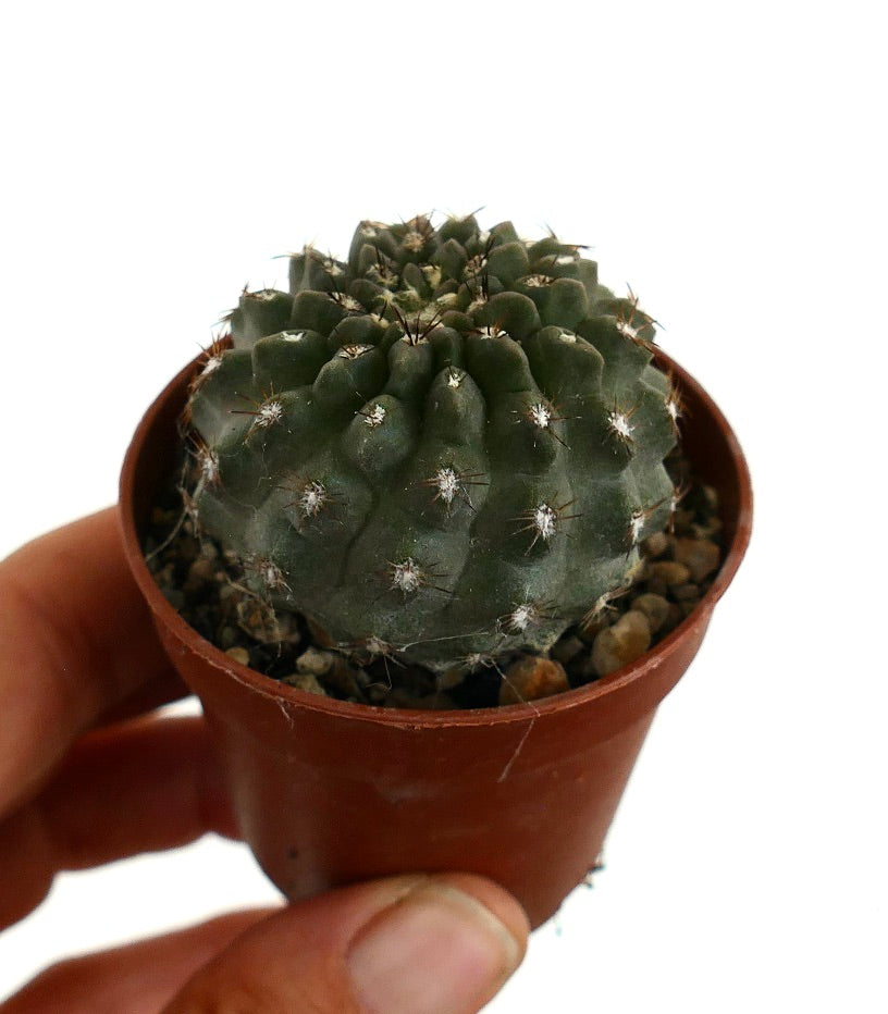 Copiapoa cinerea X Neoporteria occulta rare hybrid succulent cactus with spiny areoles