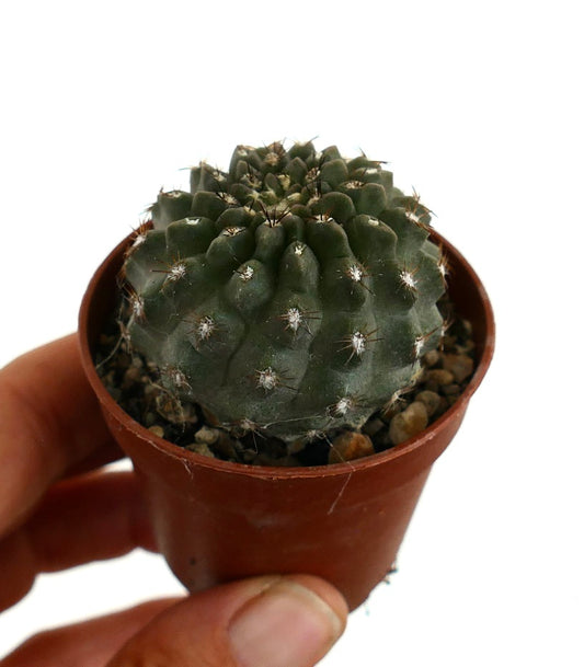 Copiapoa cinerea X Neoporteria occulta rare hybrid succulent cactus with spiny areoles