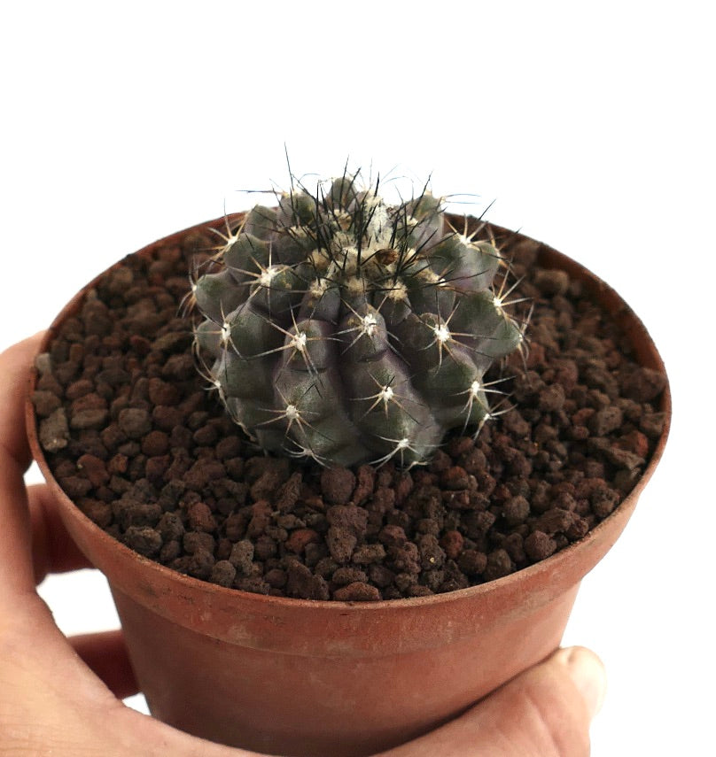 Copiapoa cinerea X atacamensis