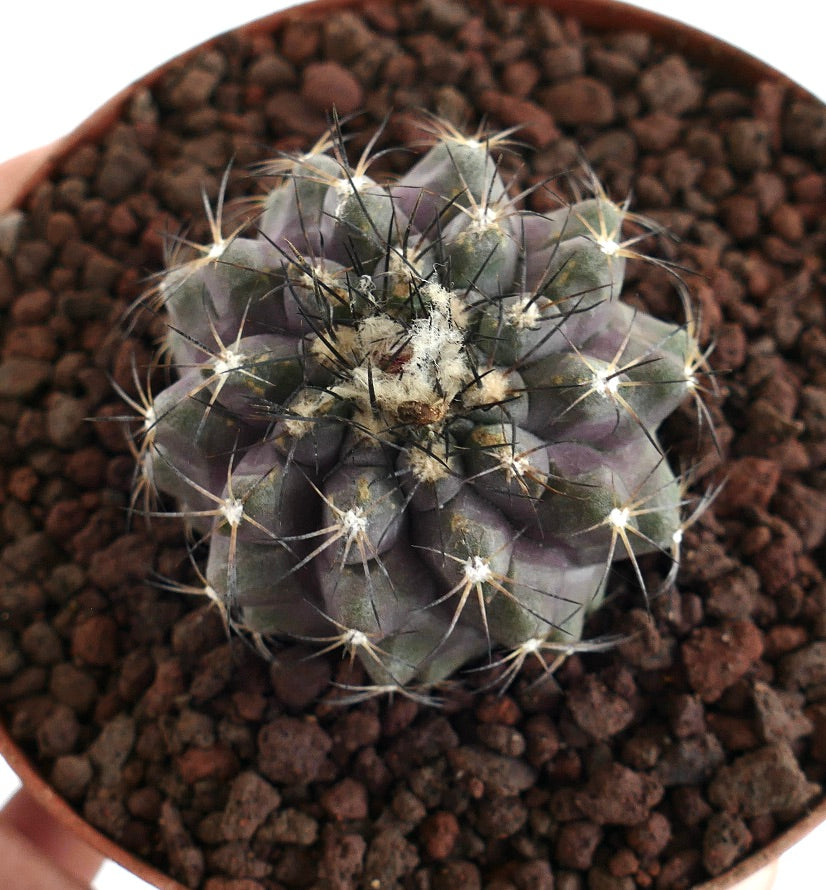 Copiapoa cinerea X atacamensis