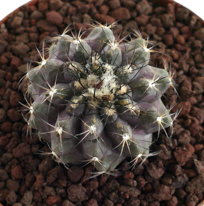 Copiapoa cinerea X atacamensis