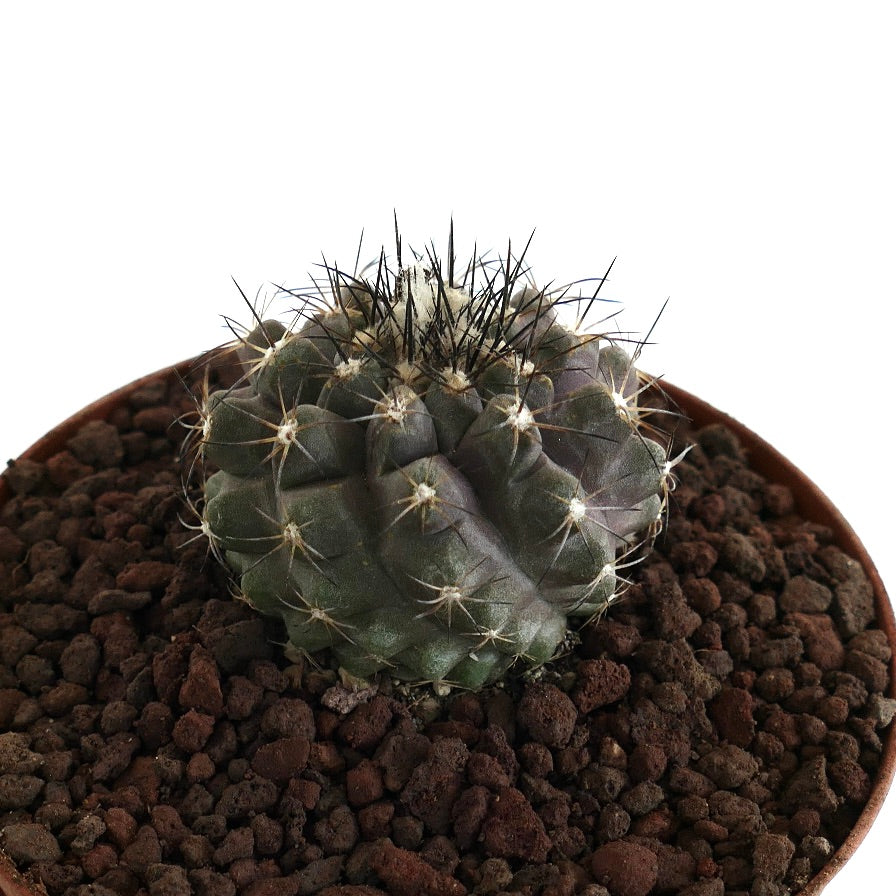 Copiapoa cinerea X atacamensis