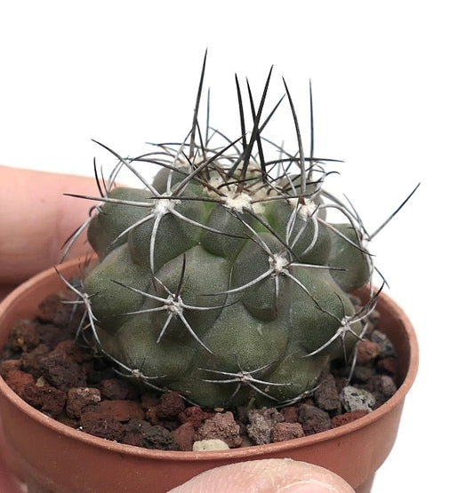 Copiapoa cinerea X carrizalensis 8N