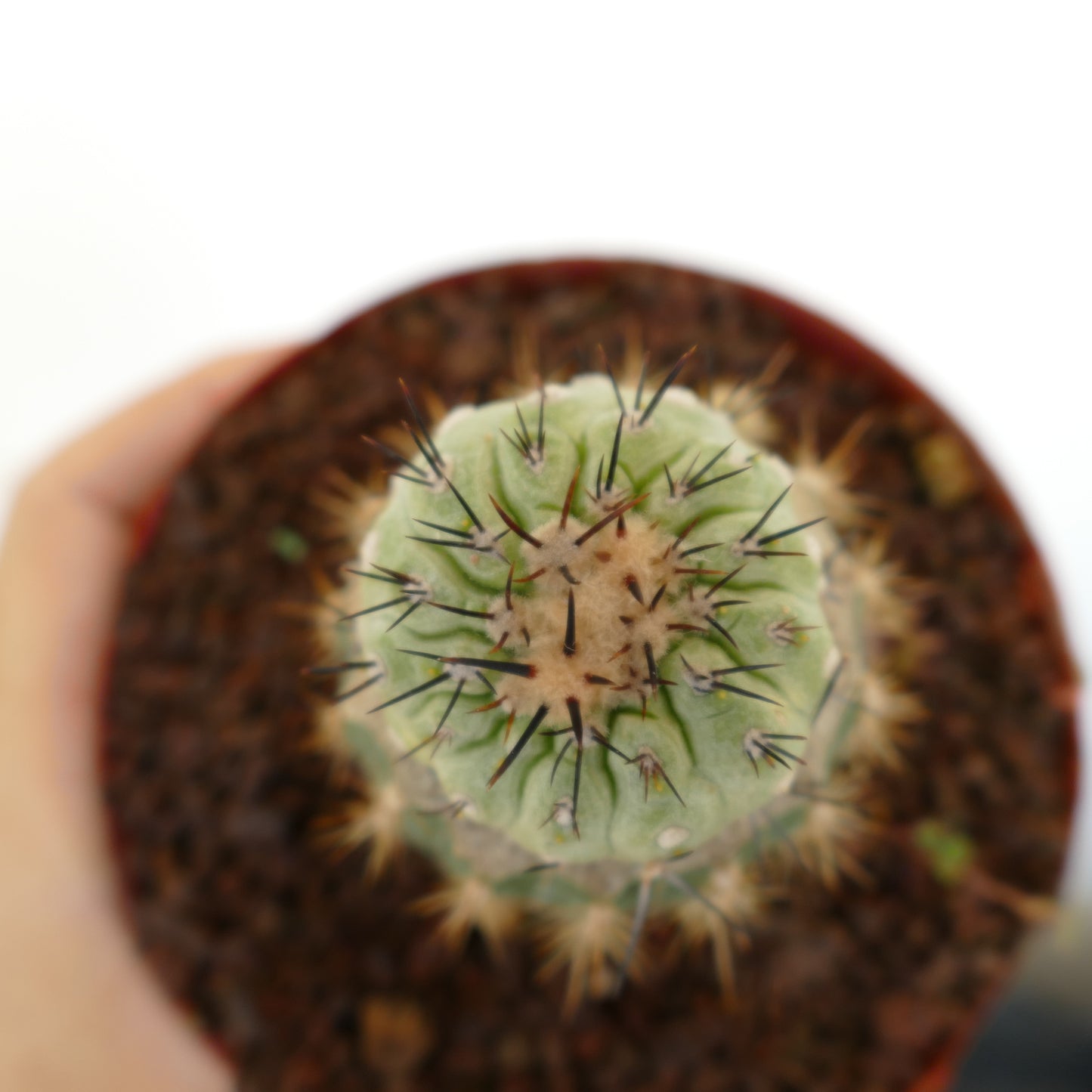 Copiapoa cinerea X columna-alba