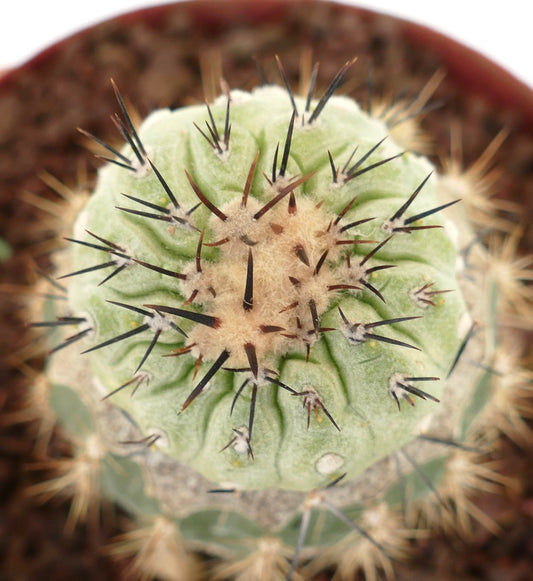 Copiapoa cinerea X columna-alba