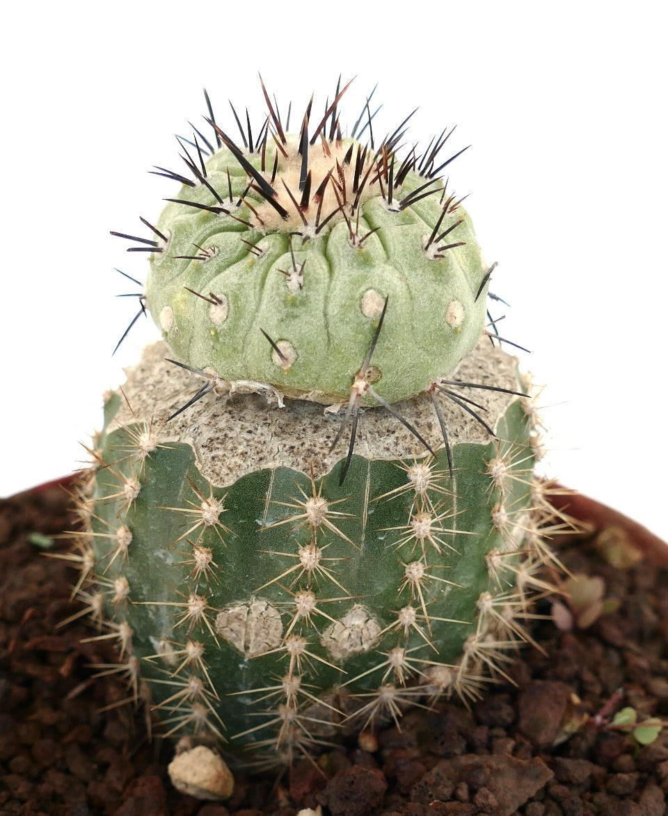 Copiapoa cinerea X columna-alba