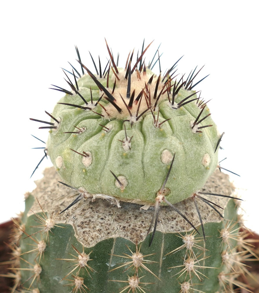 Copiapoa cinerea X columna-alba