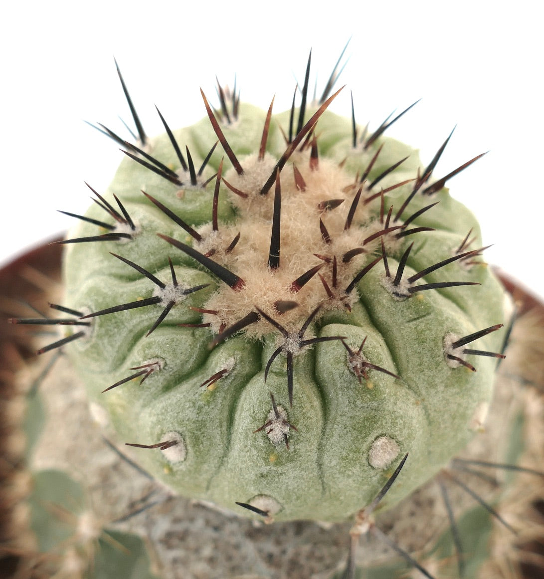 Copiapoa cinerea X columna-alba