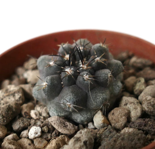 Copiapoa cinerea X desertorum small succulent cactus with dark spines and textured gray body