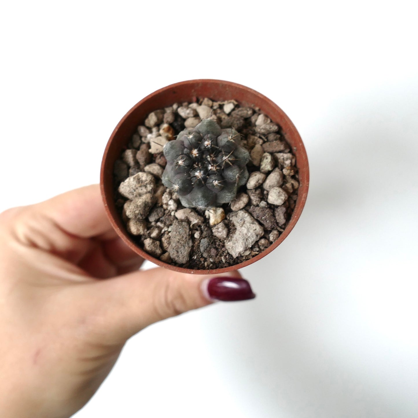 Copiapoa cinerea X desertorum small succulent cactus seedling with grayish body and short spines