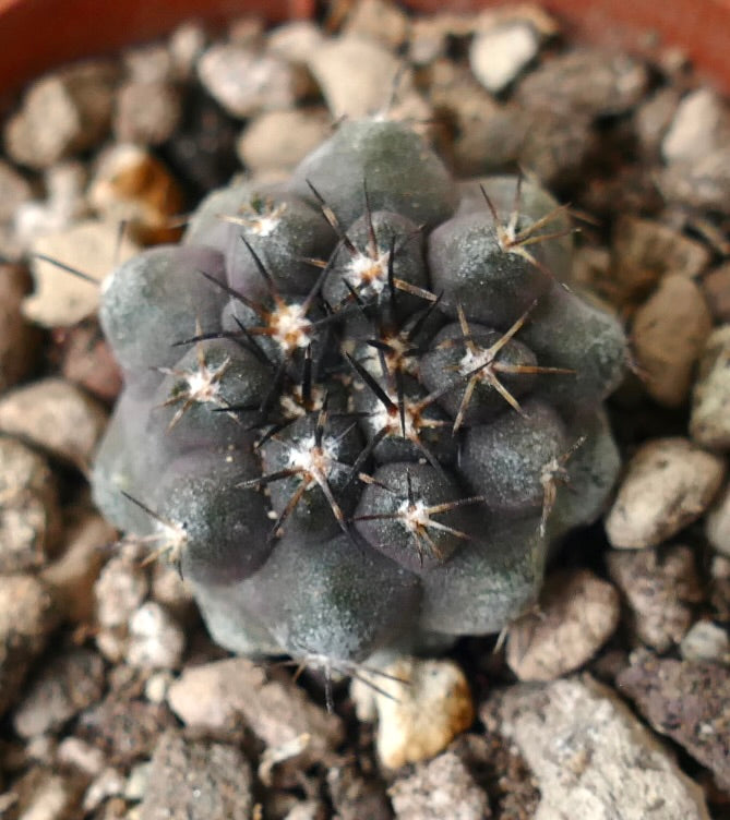 Copiapoa cinerea X desertorum small succulent cactus with dark spines and rounded tubercles
