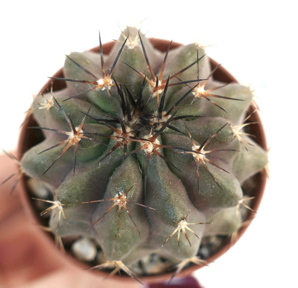 Copiapoa cinerea X desertorum rare succulent cactus with thick ribs and long dark spines