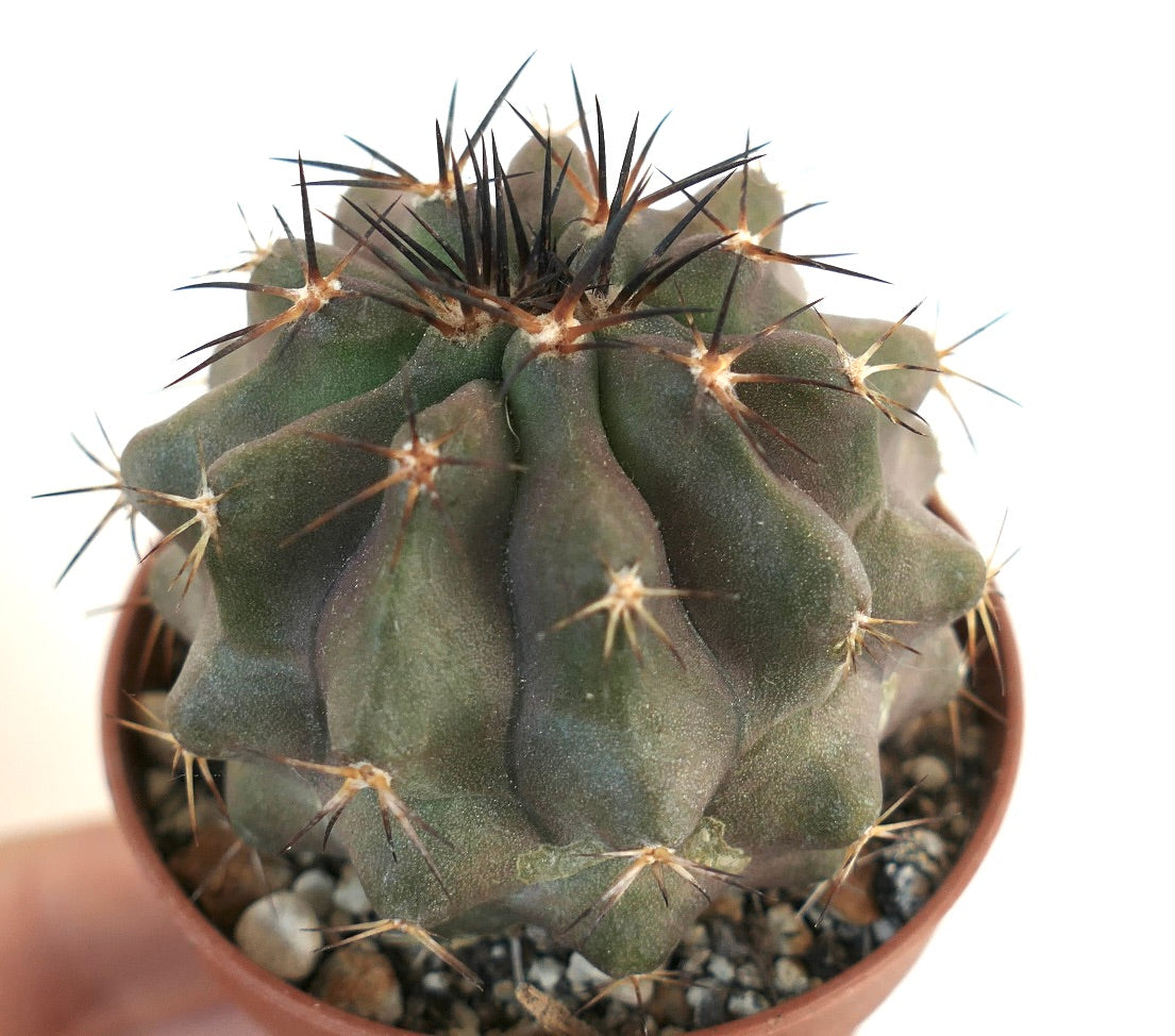 Copiapoa cinerea X desertorum succulent cactus with dark sharp spines and ribbed green body