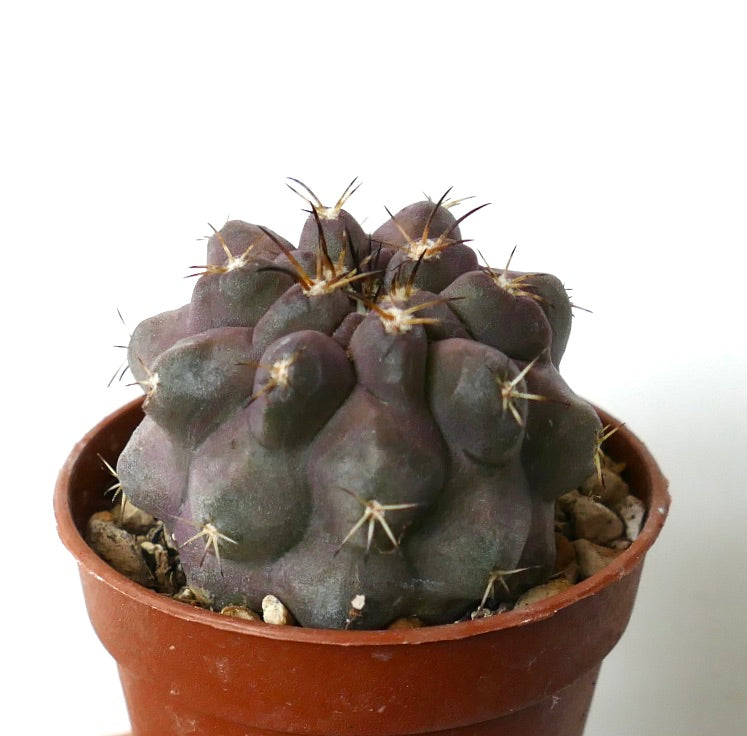 Copiapoa cinerea X goldii rare succulent cactus with dark purple rounded tubercles and sharp spines