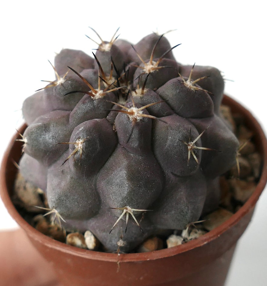Copiapoa cinerea succulent cactus with dark purple rounded tubercles and sharp spines in pot