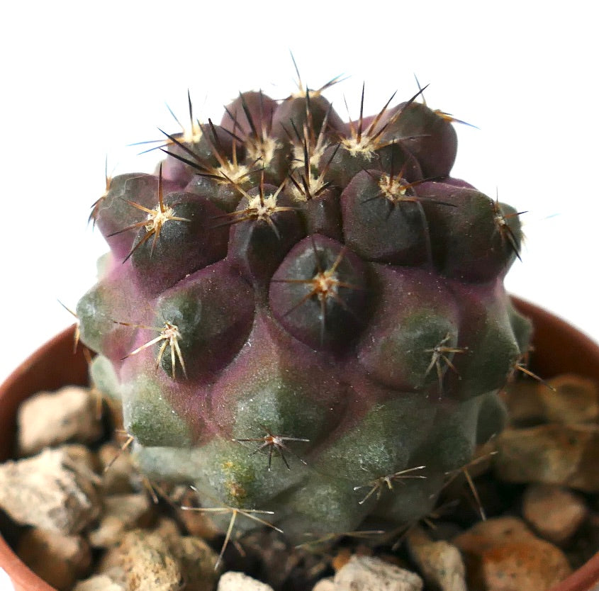 ポット入りのコピアポア・シネレア × ゴルディー 多肉サボテン、紫緑色のイボと鋭い棘付き