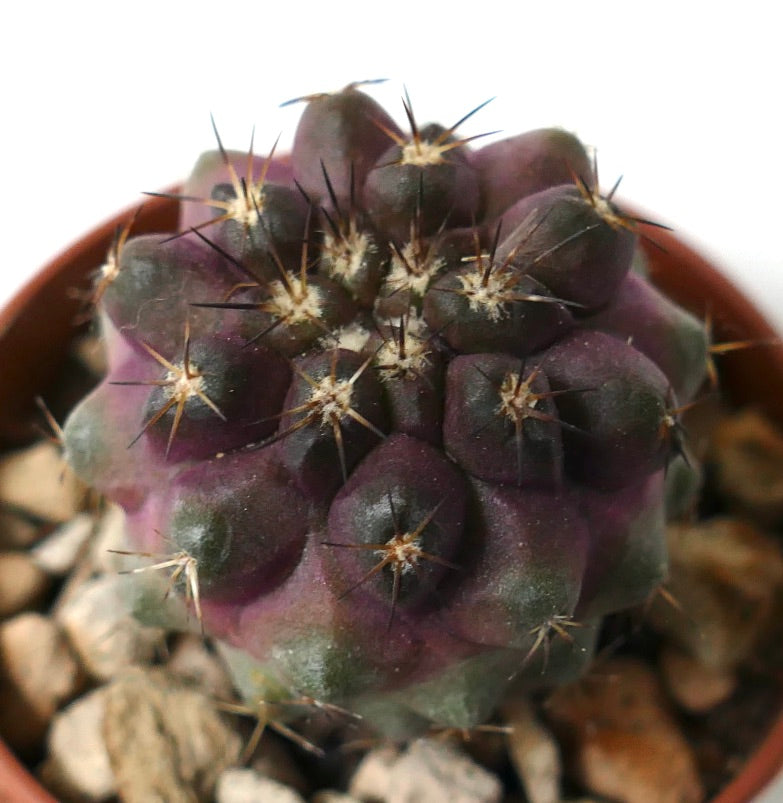 コピアポア・シネレア × ゴルディイ 希少な多肉サボテン、濃い刺と紫緑色の肌嚢を持つ