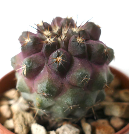 Copiapoa cinerea succulent cactus with purple-green body and sharp spines in pot