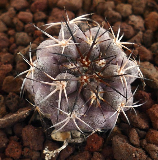 Copiapoa cinerea X griseoviolacea