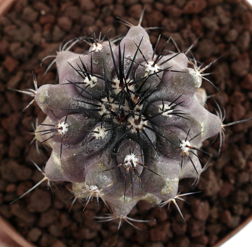 Copiapoa cinerea X griseoviolacea